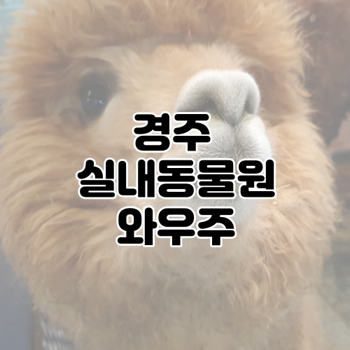  아기랑 경주실내동물원 와우주wowzoo 다녀왔어요