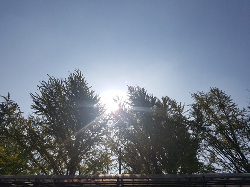 천안 아산 가족나들이 산책하기 좋은 곡교천 은행나무길 천안 아산 가족나들이 산책하기 좋은 곡교천 은행나무길