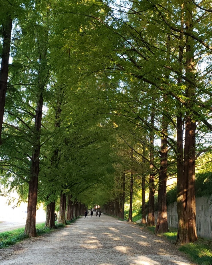  [전남담양여행] 메타세콰이어길, 대나무밭 죽녹원, 관방제림 산책로, 연화길, 소쇄원