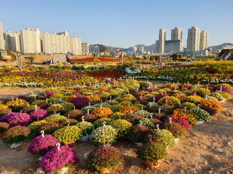  2020 마산국화축제 미리 둘러보기, 해양신도시 드라이브 스루 축제 준비현장 사전 답사