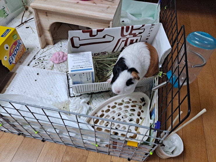  기니피그 배변훈련 2일차, 3일차 결과
