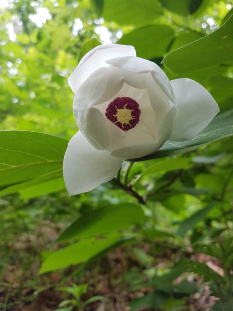 이시기에 딱좋은 산목련 신이화 비염잡는 꽃차