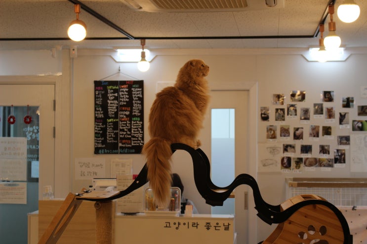  신상 강남역 고양이카페, 고양이라 좋은 날에서 귀여운 고양이들과 힐링하기
