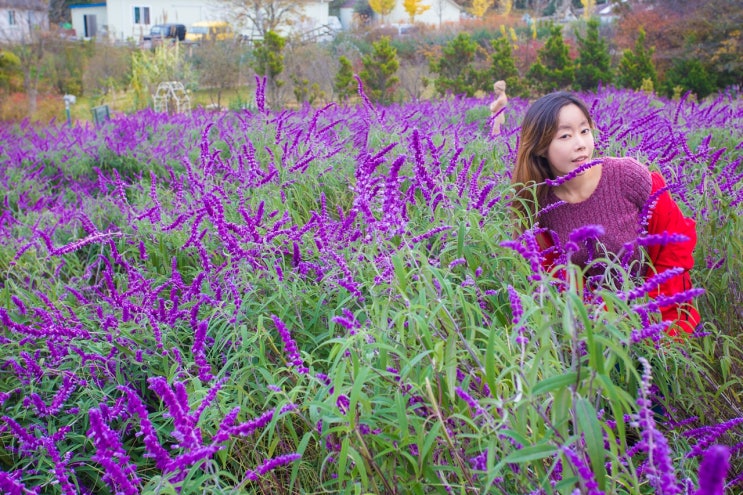 태안 가볼만한곳 팜카밀레 허브농원 가을 풍경 태안 가볼만한곳 팜카밀레 허브농원 가을 풍경