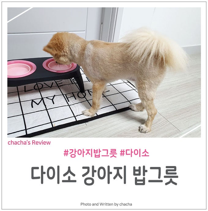 다이소 강아지 밥그릇 높이가 맘에 들어요