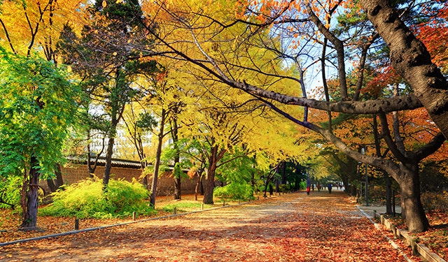 단풍절정기는 10월 말, 최적의 단풍을 11월 29일까지 개방!