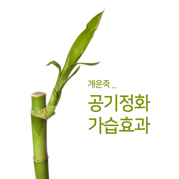  겨울철 가습기 대용 천연가습 식물들