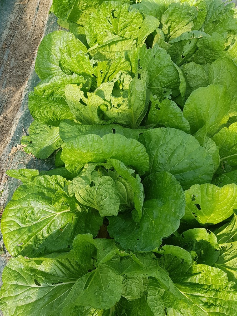 산막골 사진 5