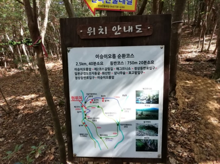  저승에는 없을 단하나의 오름, 이승이오름과 포토스팟 원픽 삼나무숲길