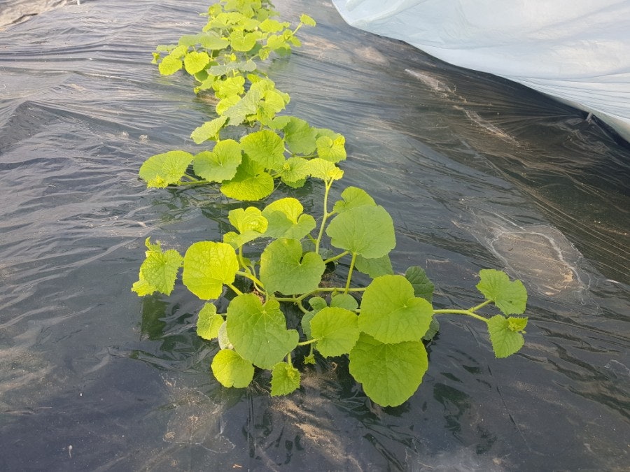 산막골 사진 3