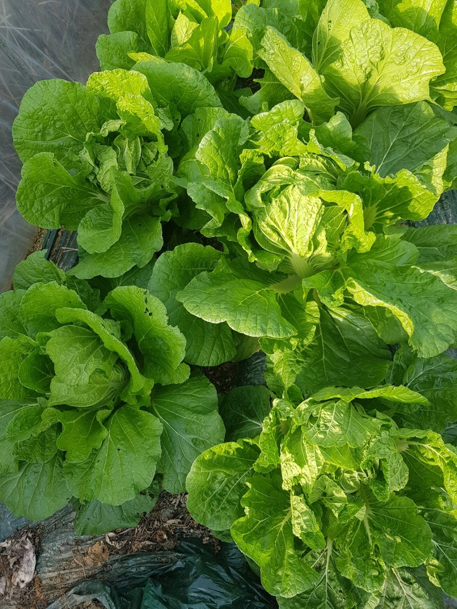 산막골 사진 6