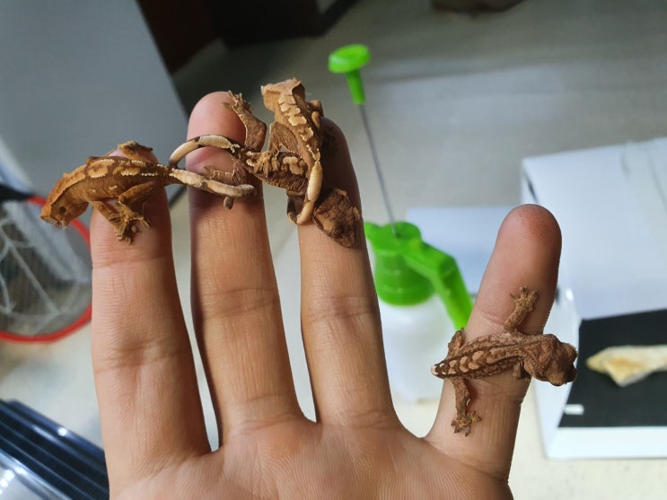  저는 크레 나무를 꿈꿉니다