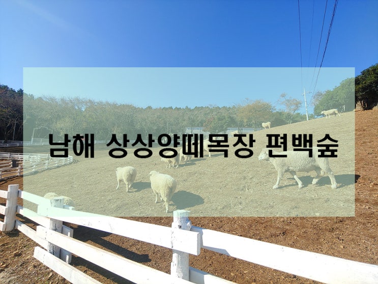  남해 나들이로 가볼만한곳 상상양떼목장