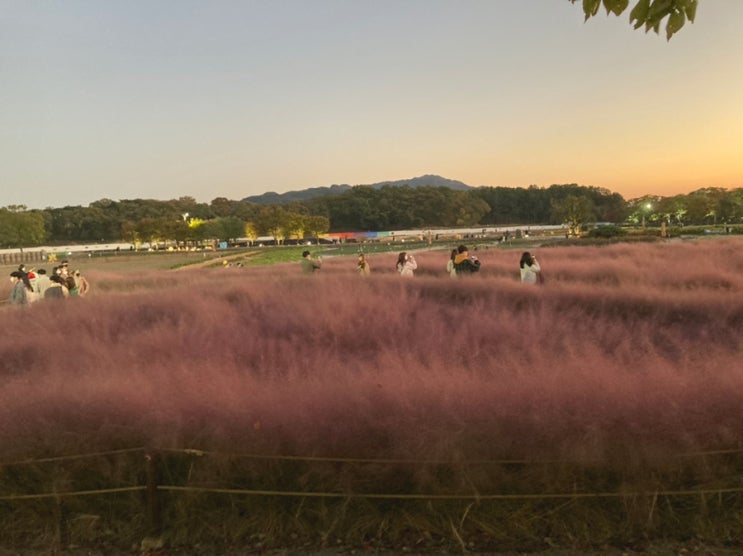  경주 핑크뮬리 및 대릉원 가을 아이와함께 가볼만한곳