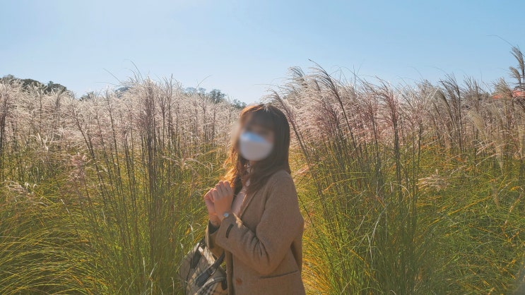  양주나리공원 가을 꽃구경 핑크뮬리에서 댑싸리까지~