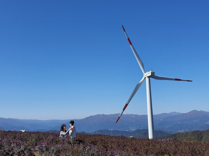 [거창 감악산]풍력발전소 국화와 함께 사진찍기 좋은 곳