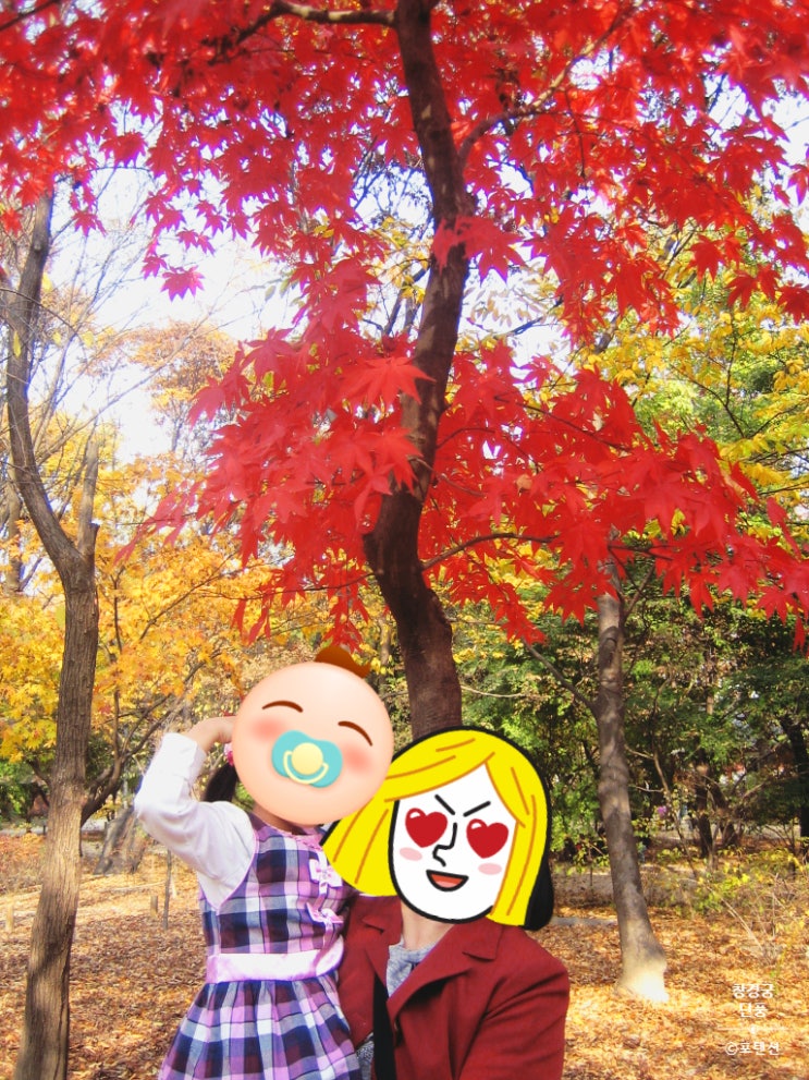  오메 단풍들것네 창경궁 단풍 구경갔어요