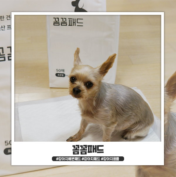 강아지배변패드 꼼꼼패드 흡수력이 좋아요 강아지배변패드 꼼꼼패드 흡수력이 좋아요