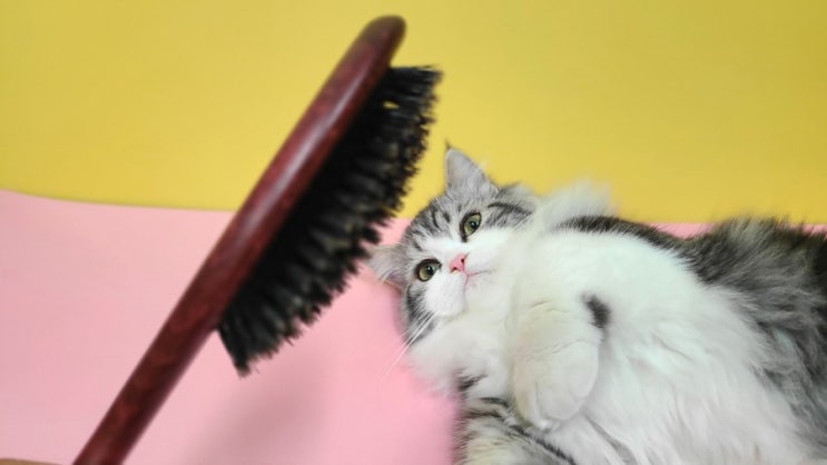  몬트라움 마스알코소 돈모 고양이 브러쉬(고양이 브러쉬 추천)