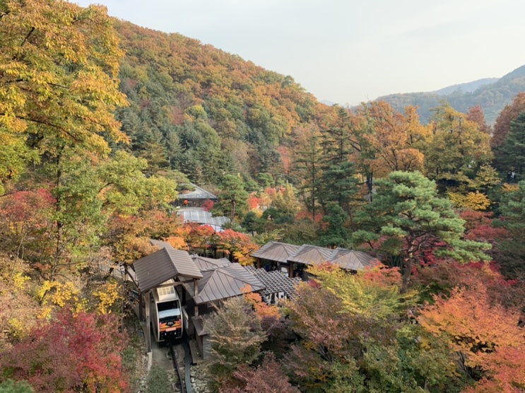 곤지암 화담숲에서 가을 단풍 실컷 구경하고 왔어요