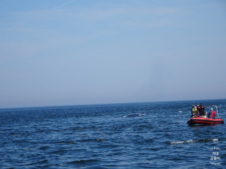 [캐나다여행] 캐나다 동부 일주. 제8화. 타투삭에서 고래 보고 오기