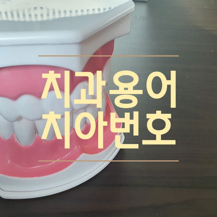 치아번호 ) 치과위생사가 알려주는 치아의 이름