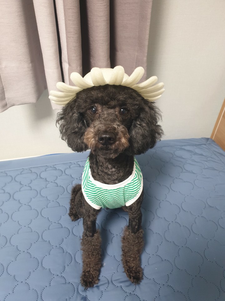  우리집 댕댕이!!