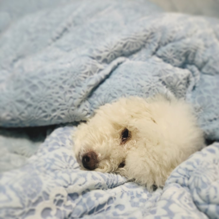 네이티브 스피커는 "상관없어요"를 영어로 어떻게 말할까? 네이티브 스피커는 "상관없어요"를 영어로 어떻게 말할까?