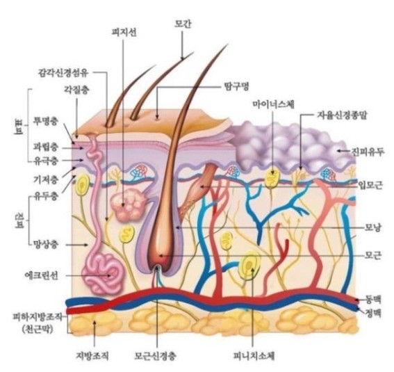  물광피부는 좋은화장품과 관계가있을까요?
