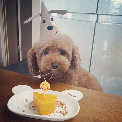 강아지 생일상 토리 생일날