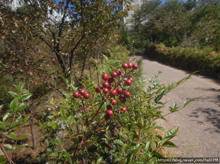 남천 : 잎과 열매가 붉게 물드는 나무