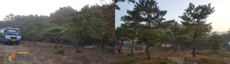  소나무 식재작업 마무리