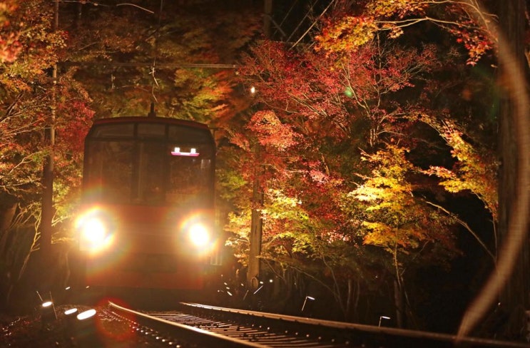 [랜선타고 일본여행] 에이잔 전철(叡山電車) 키라라 (きらら) • 라이트 업 단풍터널(もみじのトンネル)【교토】