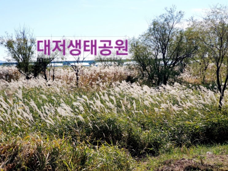  부산가볼만한곳 대저생태공원 아이들과 함께한 지난주말이야기