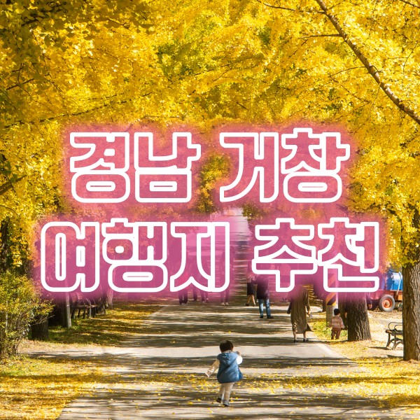  경남 거창 가을 여행지 추천(의동마을 은행나무길, 창포원 코스모스동산, 비빔짬뽕 맛집 금호반점)