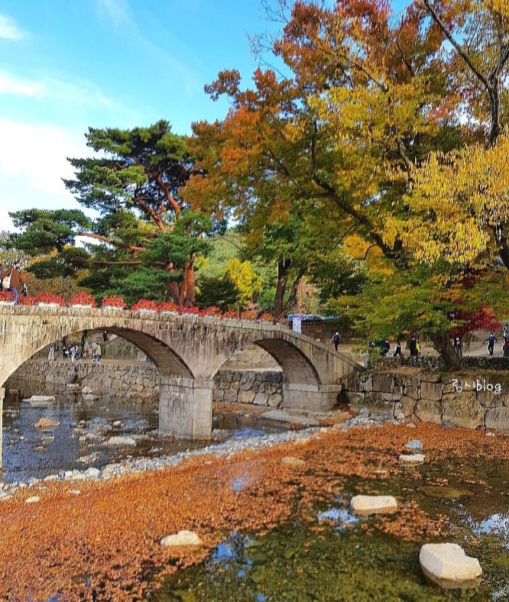  양산 통도사_ 아름답게 물든 가을 단풍과 국화 축제