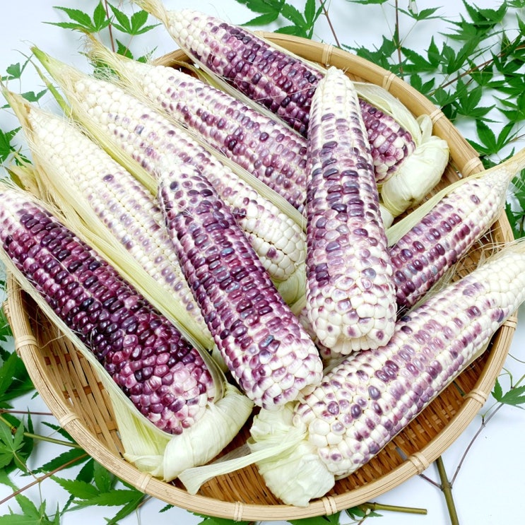  (햇살농원) 강원 정선 흑찰옥수수20통(찜 후 냉동) 친환경 무농약 재배, 20개, 흑찰옥수수(찜 후 냉동)