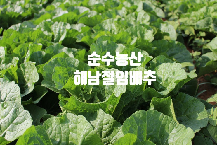  땅끝 절임배추 20kg 가격 절임배추 파는곳