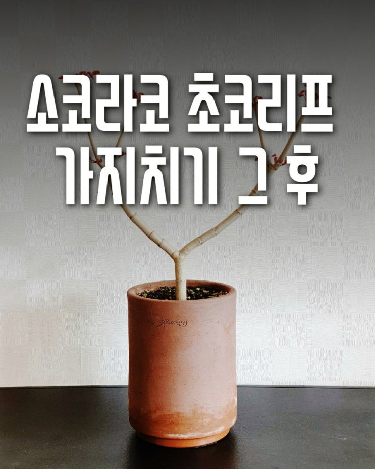  소코라코, 초코리프 가지치기 그 후