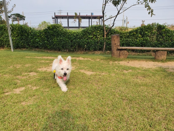  사랑하는 강아지 (레오 꾀돌이)