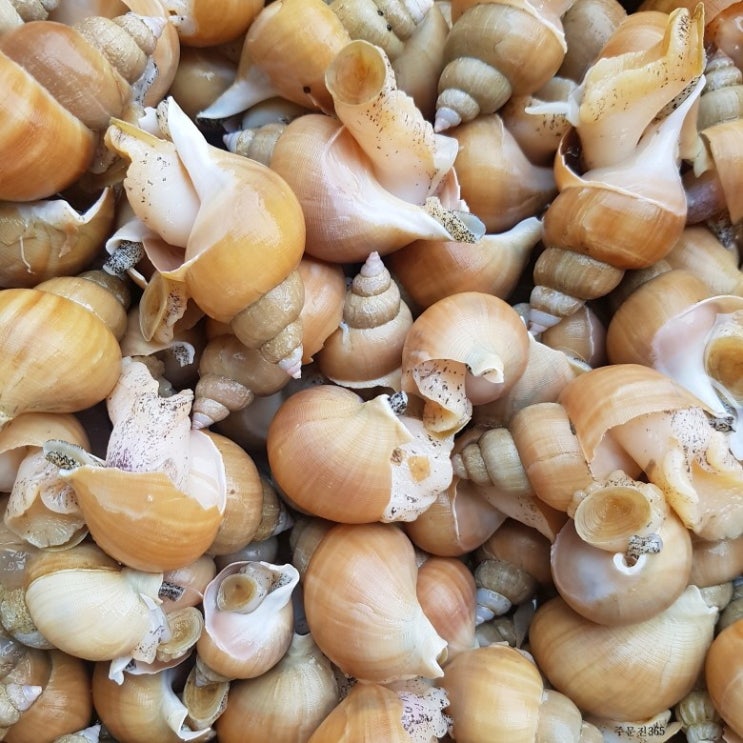  활)주문진 산지직송 살아서 받아보는 백골뱅이 소 1 kg(45미내외), 1개, 1kg