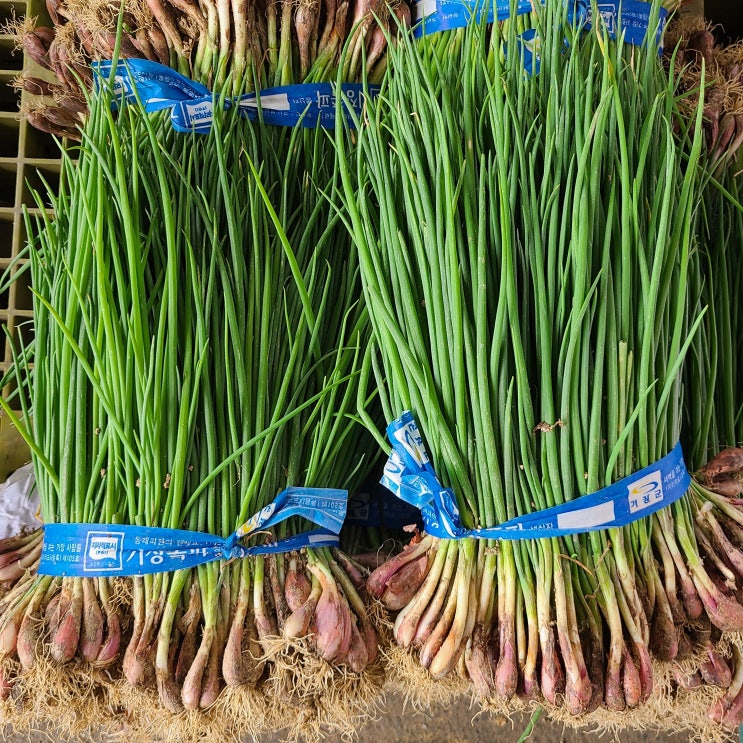  영호네농산물 기장 흙쪽파 1단 1.5kg 내외, 1개, 1.8kg내외