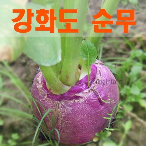  [영인팜] 강화도 생순무 10kg 2020년_크기골고루/무청있음/10~17개, 상세 설명 참조