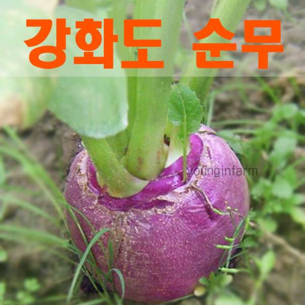 [영인팜] 강화도 생순무 10kg 2020년_크기골고루/무청있음/10~17개, 상세 설명 참조