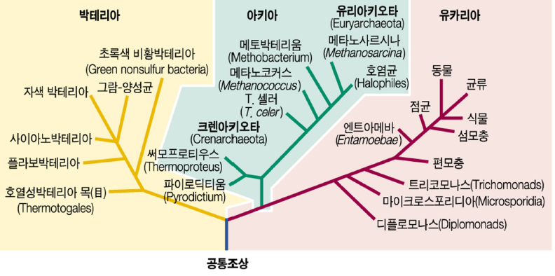 생물계, 5계 (Kingdom) 3영역 분류 : 네이버 블로그