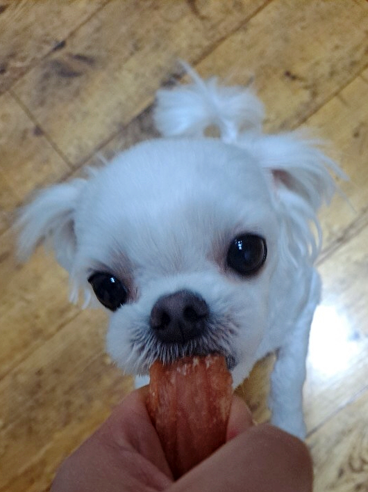  강아지 간식 추천 뭐줄까오늘간식 건강한 반려견 간식 후기