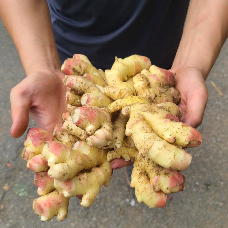  영호네농산물 국산 햇생강 최상급 특품 1kg, 1개