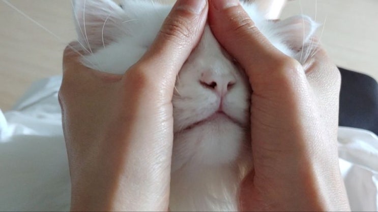  마사지 받는 고양이