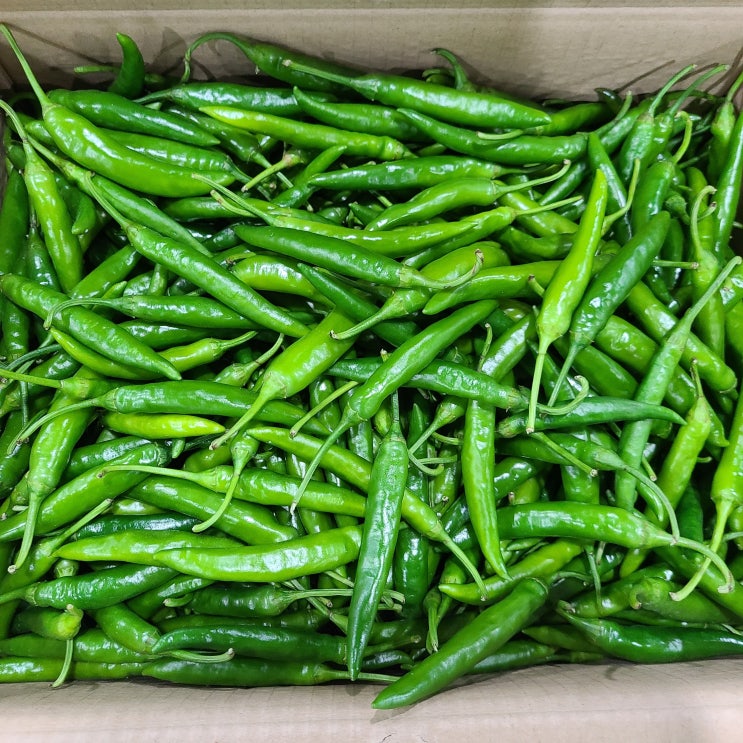  영호네농산물 청양고추 특품, 1box, 3kg