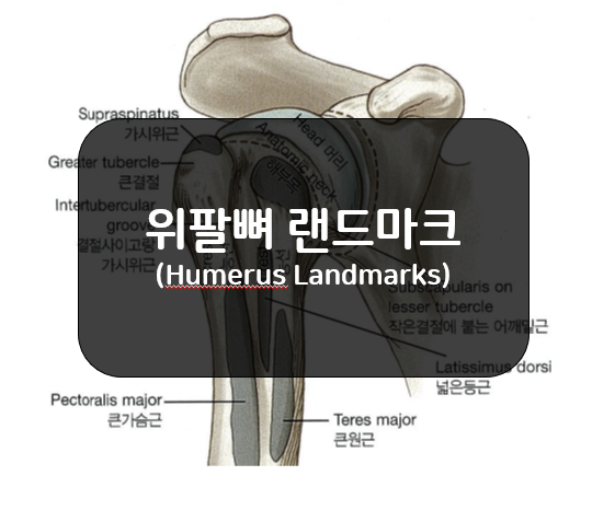  몸쪽 위팔뼈 랜드마크(Humerus Landmarks)!!